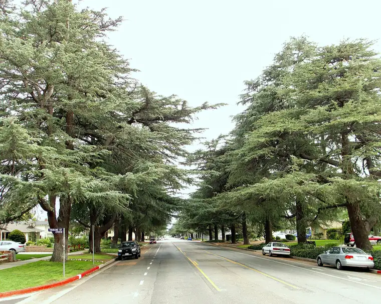 A suburban avenue lined on both sides with tall cedar trees